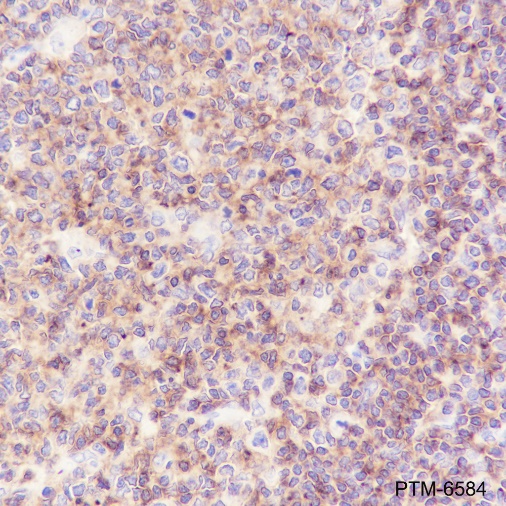 Anti-CD45 Mouse mAb