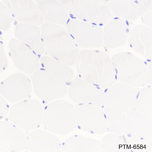 Anti-CD45 Mouse mAb