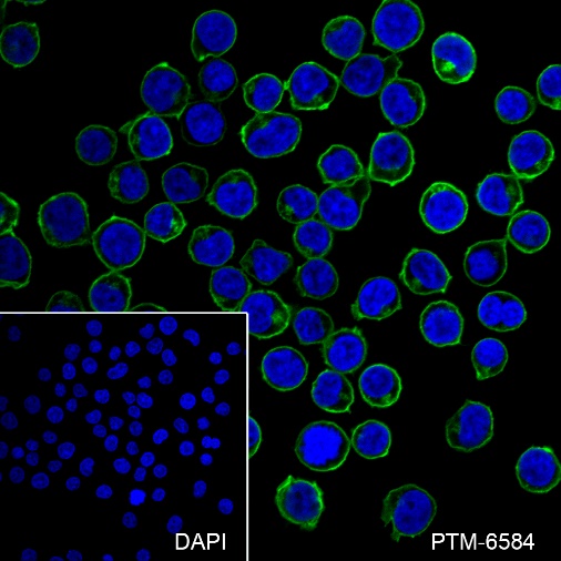 Anti-CD45 Mouse mAb