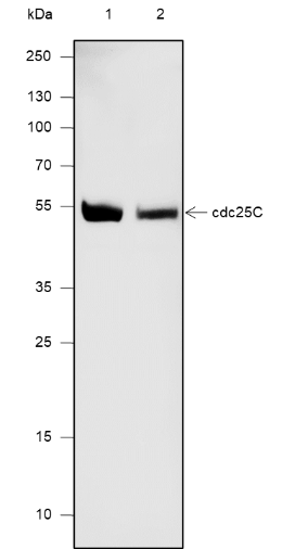 Anti-Cdc25C Mouse mAb