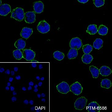Anti-CD81 Mouse mAb