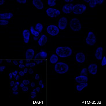 Anti-CD81 Mouse mAb