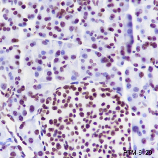 Anti-NPM1 Rabbit mAb