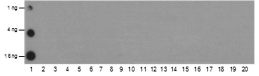 Anti-Acetyl-Histone H2B (Lys24) Mouse mAb