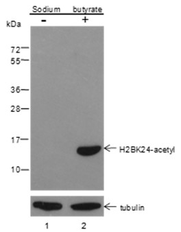 Anti-Acetyl-Histone H2B (Lys24) Mouse mAb