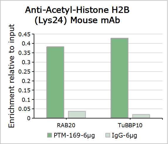 Anti-Acetyl-Histone H2B (Lys24) Mouse mAb