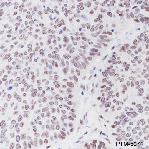 Anti-MCM2 Rabbit mAb
