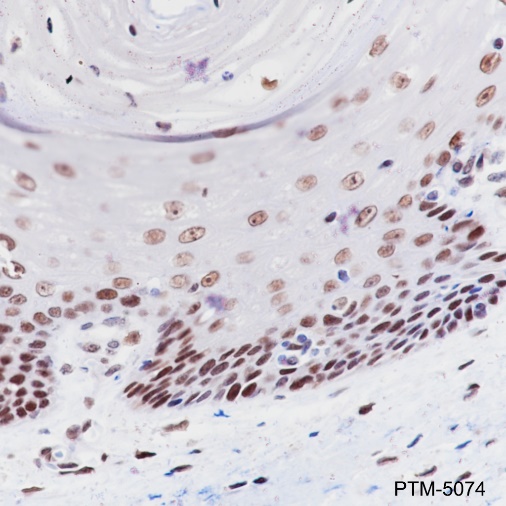 Anti-MCM2 Rabbit mAb