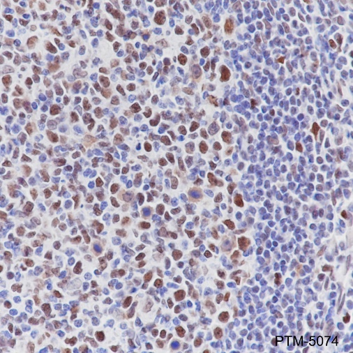 Anti-MCM2 Rabbit mAb
