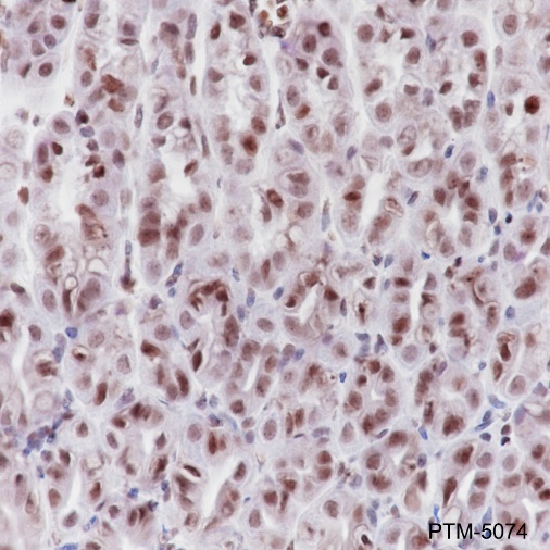 Anti-MCM2 Rabbit mAb