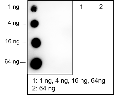 Anti-Phospho-4E-BP1 (Thr37/46) Rabbit mAb