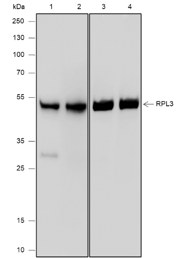 Anti-RPL3 Mouse mAb