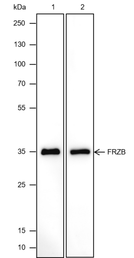 Anti-FRZB Mouse mAb