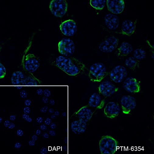 Anti-FRZB Mouse mAb