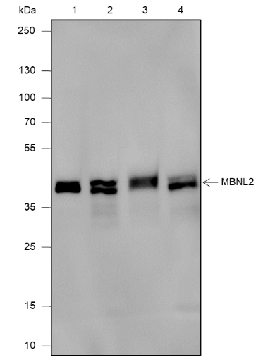 Anti-MBNL2 Mouse mAb