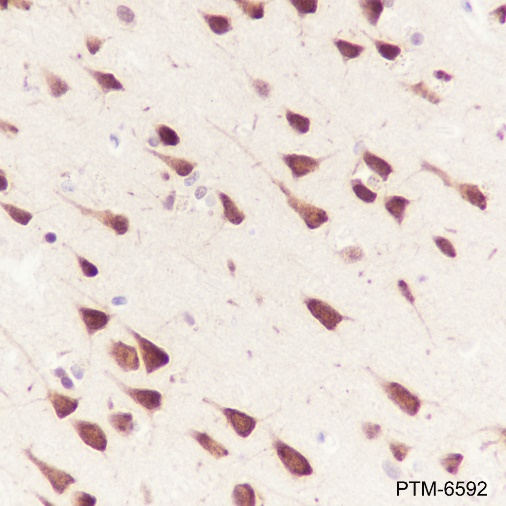 Anti-MBNL2 Mouse mAb