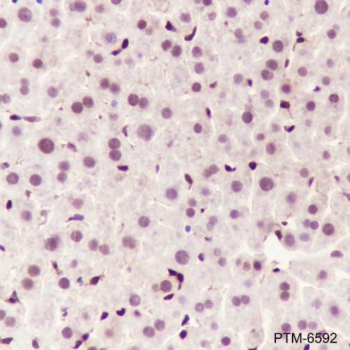 Anti-MBNL2 Mouse mAb