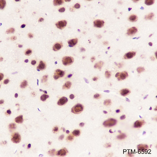 Anti-MBNL2 Mouse mAb