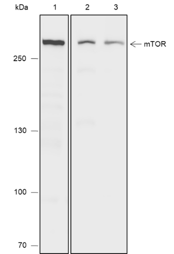 Anti-mTOR Mouse mAb