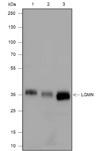 Anti-Legumain Mouse mAb