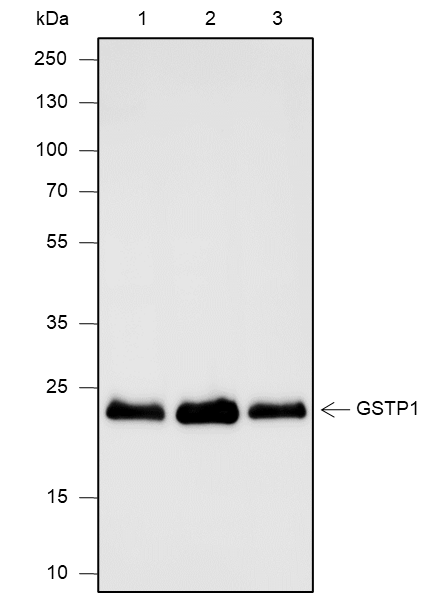 Anti-GST3/GSTP1 Mouse mAb