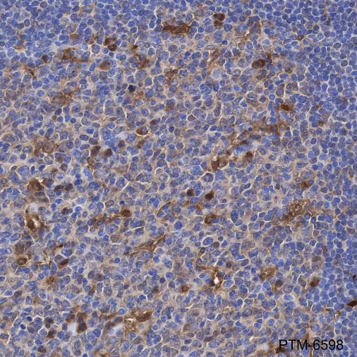 Anti-GST3/GSTP1 Mouse mAb