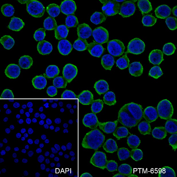 Anti-GST3/GSTP1 Mouse mAb