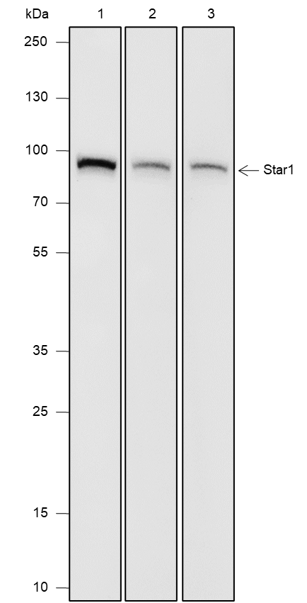 Anti-STAT1 Mouse mAb
