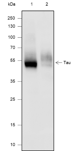 Anti-Tau Mouse mAb
