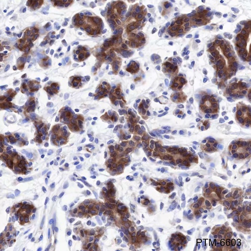 Anti-Tau Mouse mAb