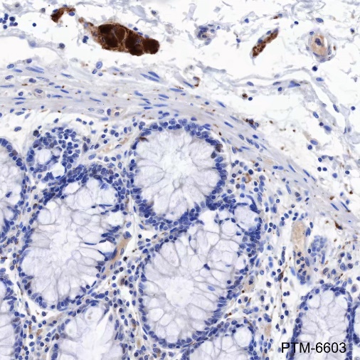 Anti-Tau Mouse mAb