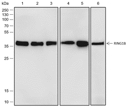 Anti-RING1B Rabbit mAb