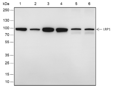 Anti-LRP1 Rabbit mAb