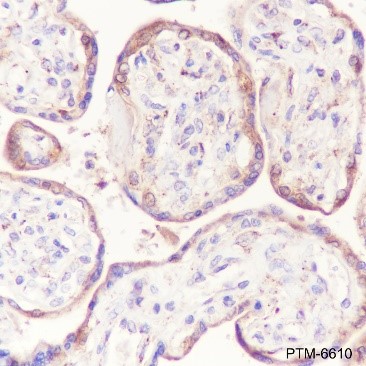 Anti-LRP1 Rabbit mAb