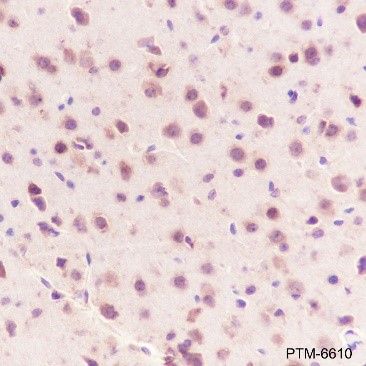 Anti-LRP1 Rabbit mAb
