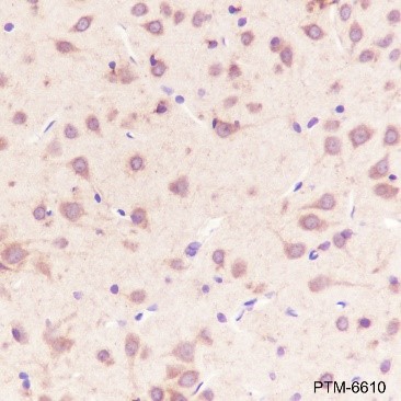 Anti-LRP1 Rabbit mAb