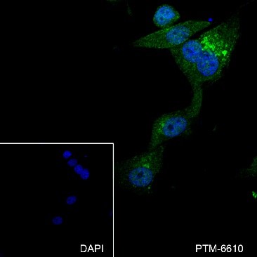 Anti-LRP1 Rabbit mAb
