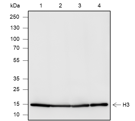 Anti-Histone H3 Rabbit mAb