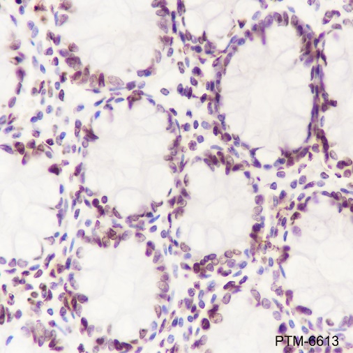 Anti-Histone H3 Rabbit mAb