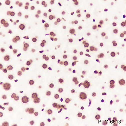Anti-Histone H3 Rabbit mAb