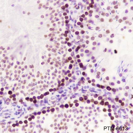 Anti-Histone H3 Rabbit mAb