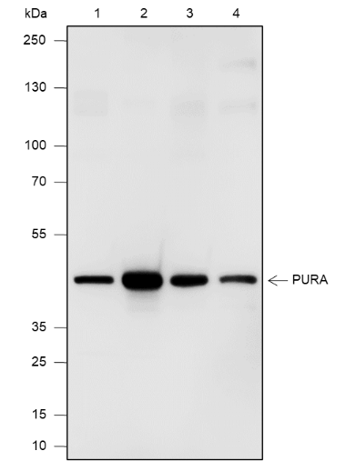 Anti-PURA Mouse mAb