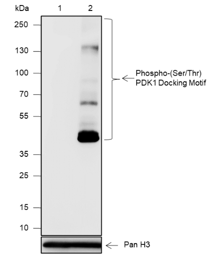 Anti-Phospho-(Ser/Thr) PDK1 Docking Motif Mouse mAb