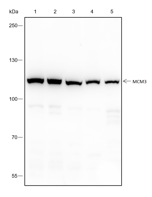 Anti-MCM3 Rabbit mAb