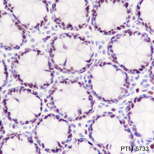Anti-MCM3 Rabbit mAb