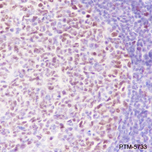 Anti-MCM3 Rabbit mAb