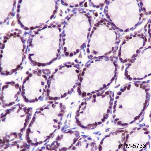 Anti-MCM3 Rabbit mAb