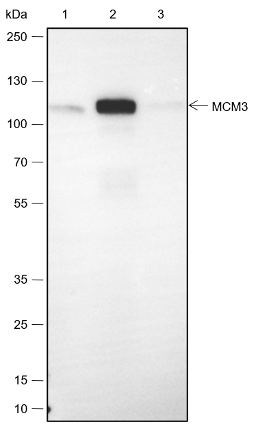 Anti-MCM3 Rabbit mAb