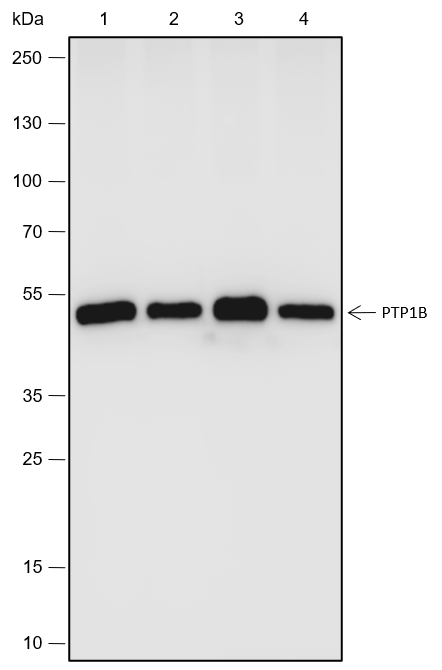 Anti-PTP1B Rabbit mAb