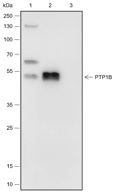 Anti-PTP1B Rabbit mAb